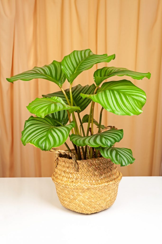 calathea