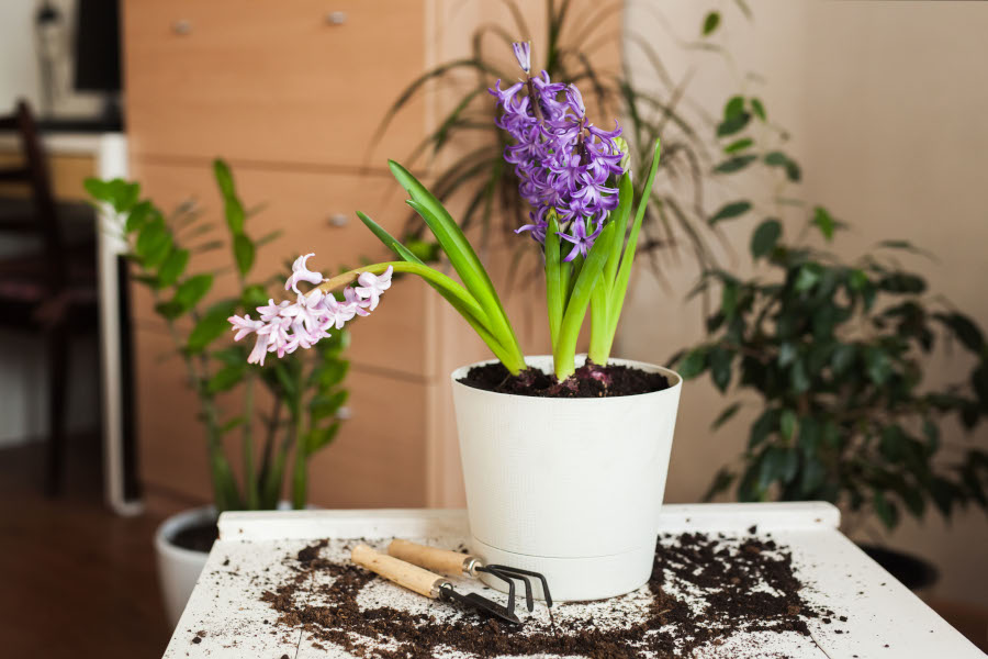 5 consejos para cuidar flores naturales