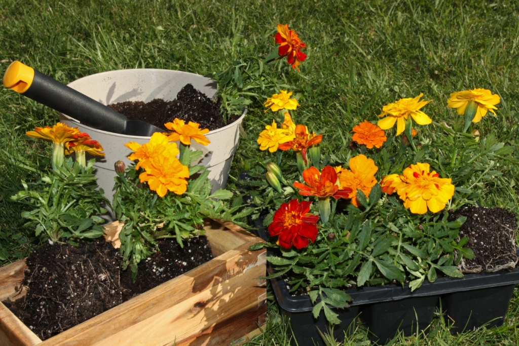 como cuidar flores en maceta
