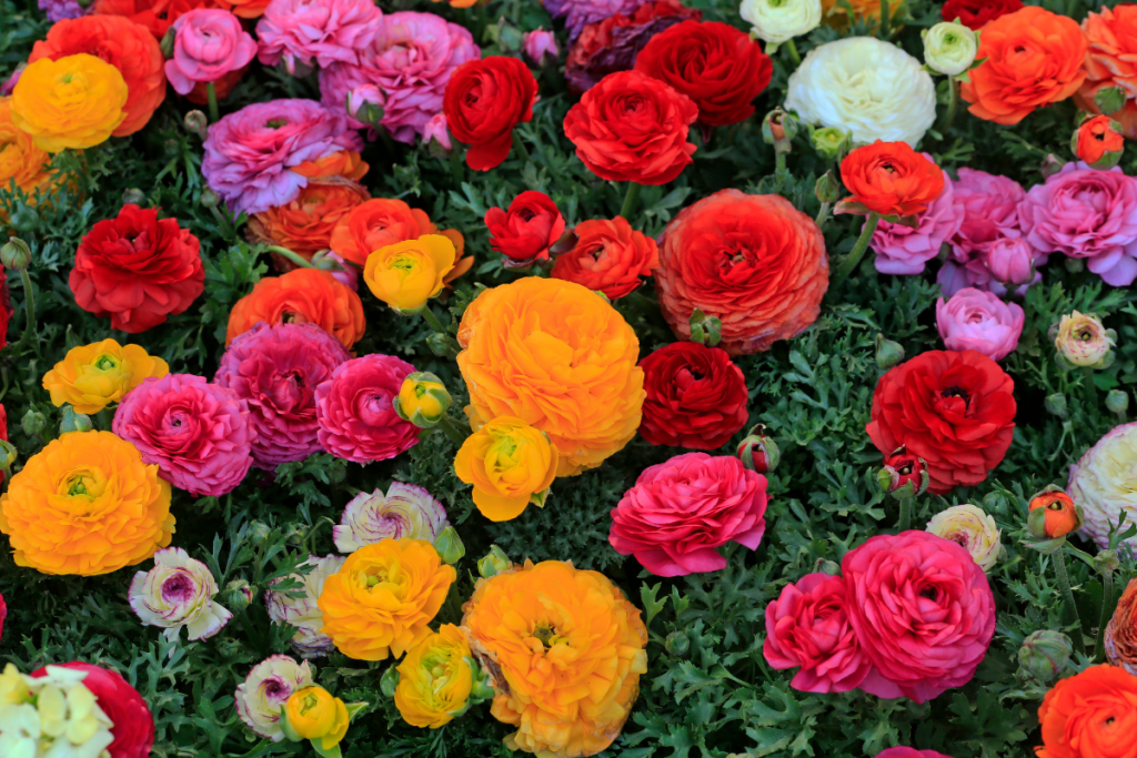 significado del color en las flores