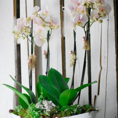 Orquídeas en Pamplona Orquídeas en Pamplona