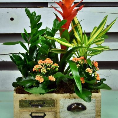 flores para nacimientos-2- flores para nacimientos 2