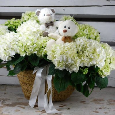 hortensias blancas-1 hortensias blancas