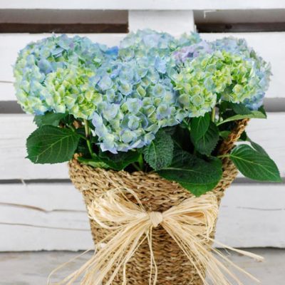 nacimientos-floresther-3 Floristería Pamplona