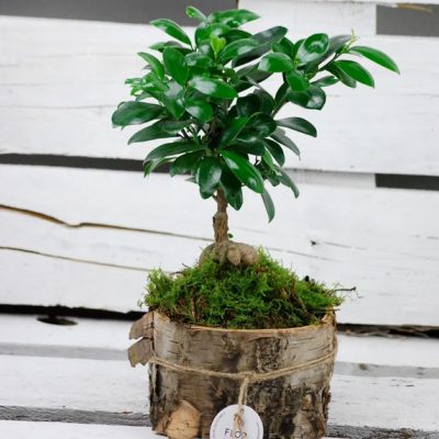 Plantas en Pamplona Plantas en Pamplona